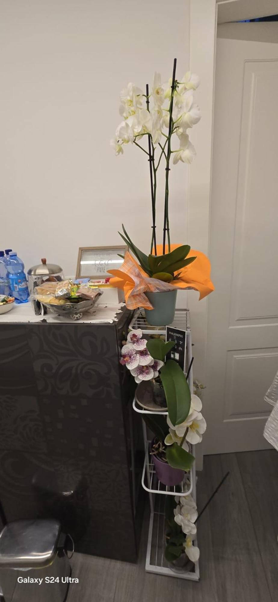 Orchidea Bed & Breakfast Bologna Exterior photo